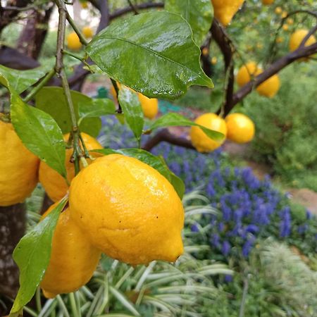 Olive Lemon Biophilic House & Lush Forest Garden Vamos Luaran gambar