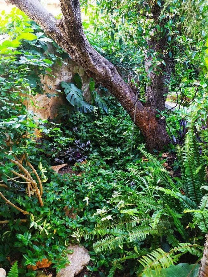 Olive Lemon Biophilic House & Lush Forest Garden Vamos Luaran gambar
