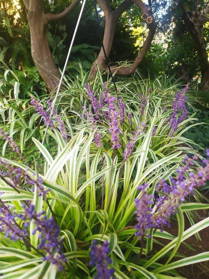 Olive Lemon Biophilic House & Lush Forest Garden Vamos Luaran gambar