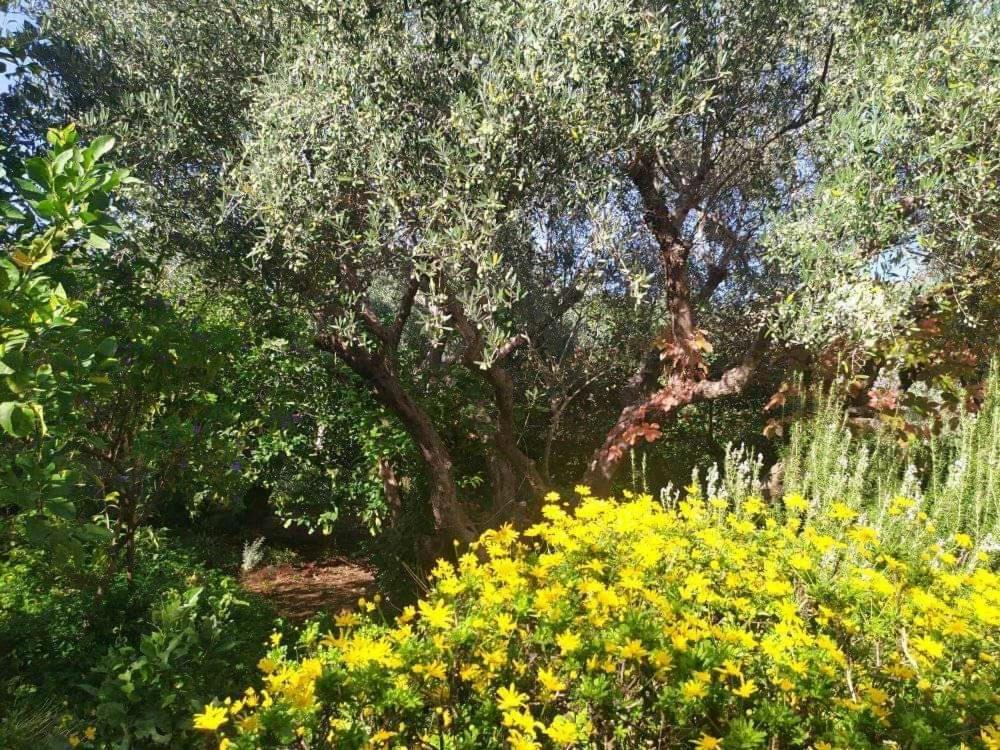 Olive Lemon Biophilic House & Lush Forest Garden Vamos Luaran gambar