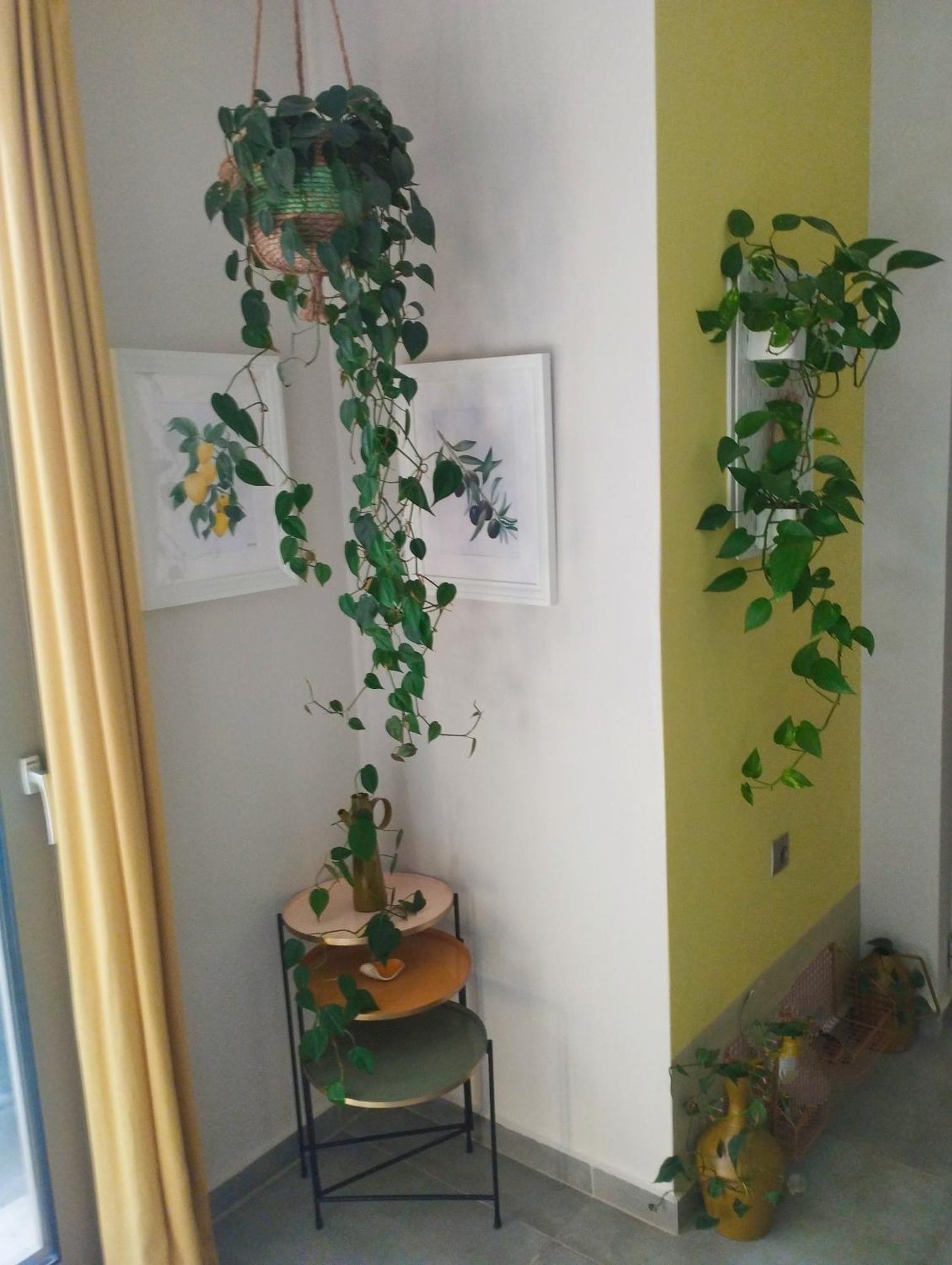 Olive Lemon Biophilic House & Lush Forest Garden Vamos Luaran gambar