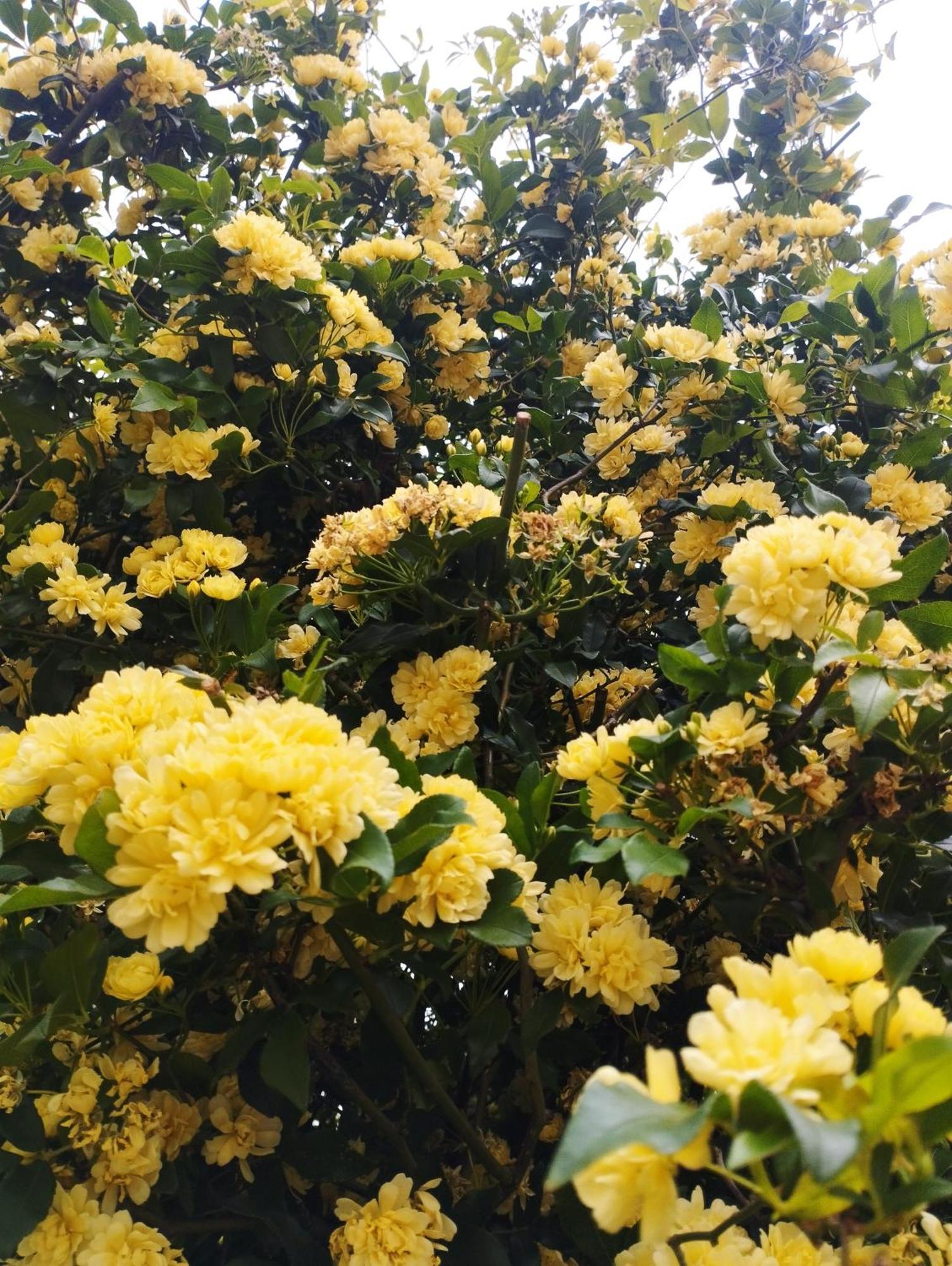 Olive Lemon Biophilic House & Lush Forest Garden Vamos Luaran gambar
