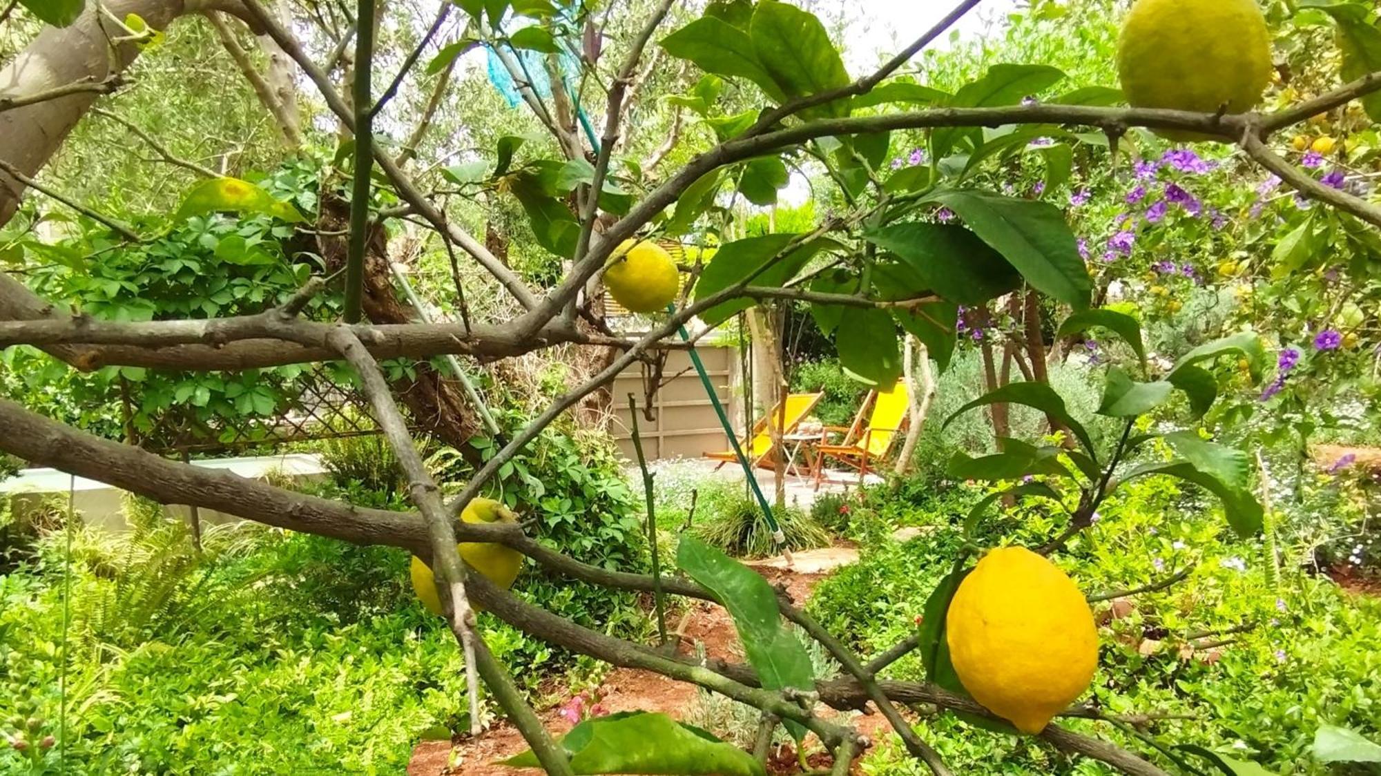 Olive Lemon Biophilic House & Lush Forest Garden Vamos Bilik gambar