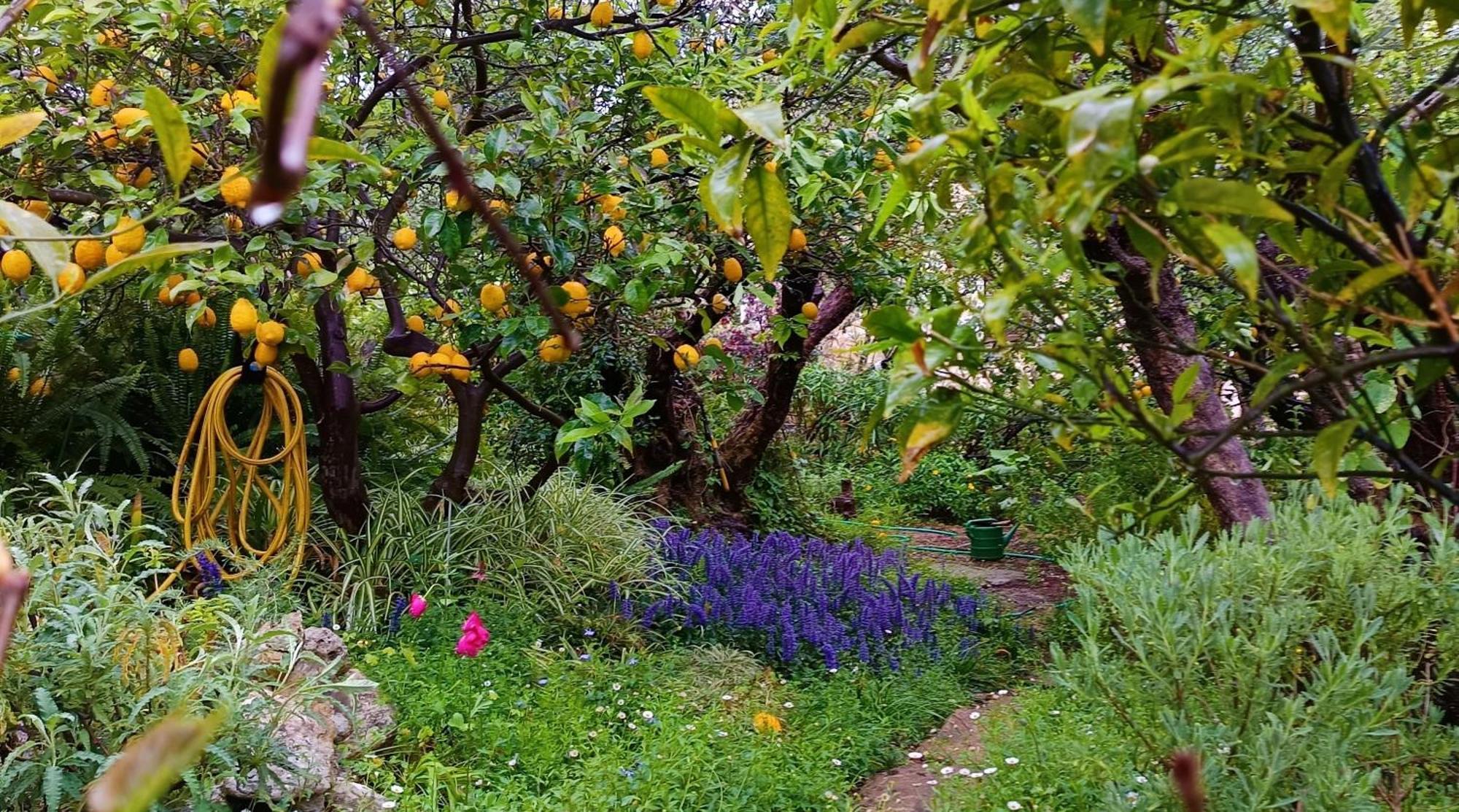 Olive Lemon Biophilic House & Lush Forest Garden Vamos Luaran gambar