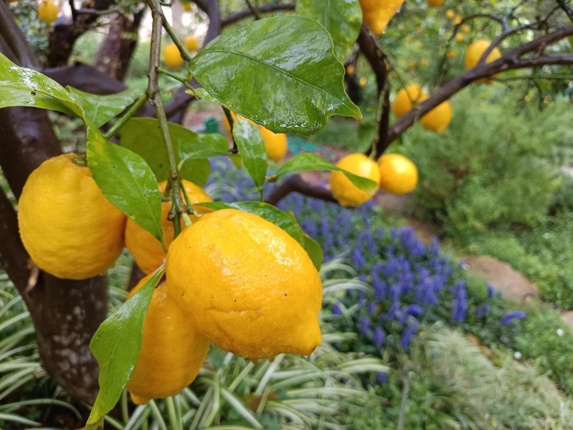 Olive Lemon Biophilic House & Lush Forest Garden Vamos Luaran gambar