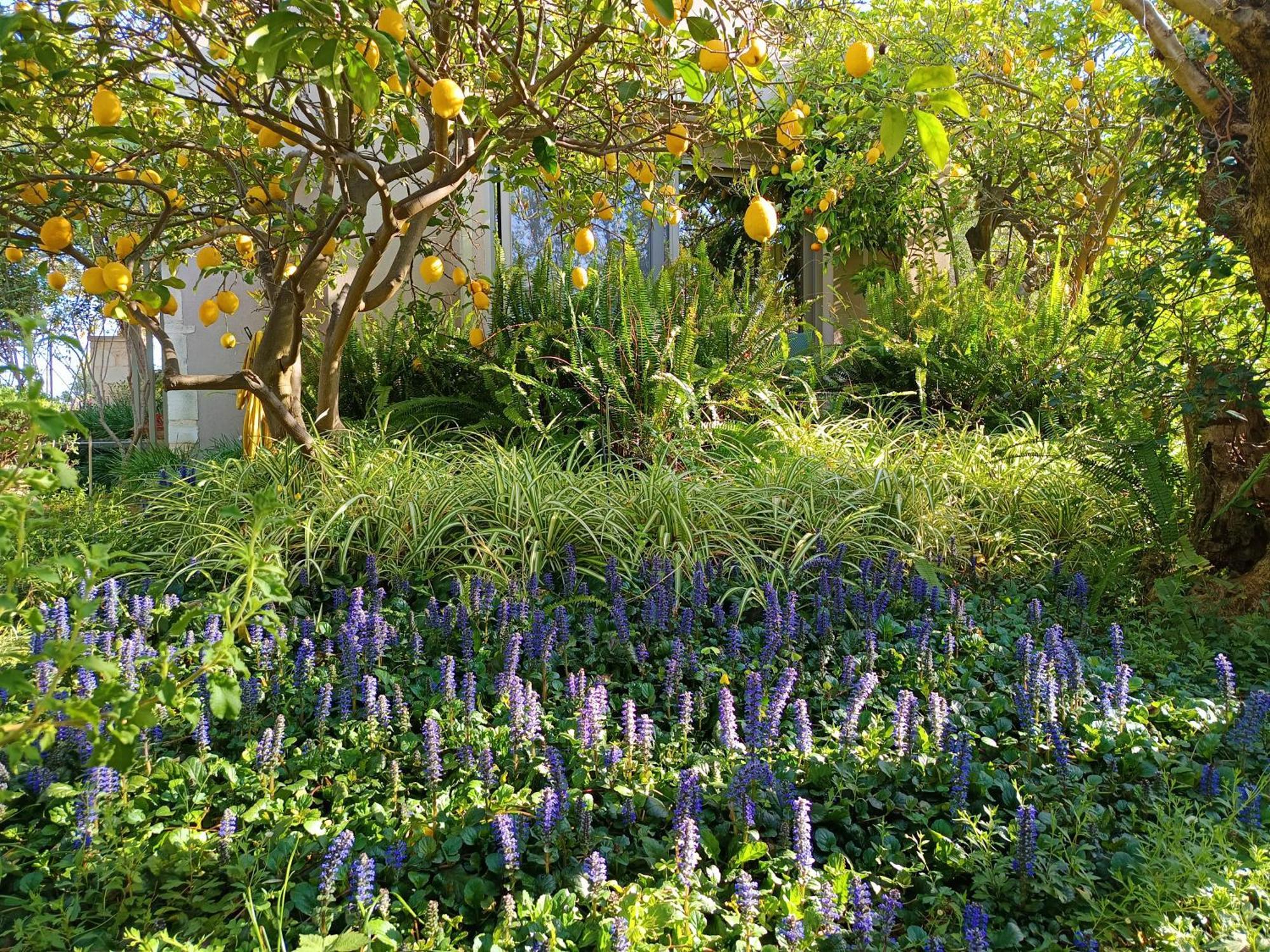 Olive Lemon Biophilic House & Lush Forest Garden Vamos Luaran gambar